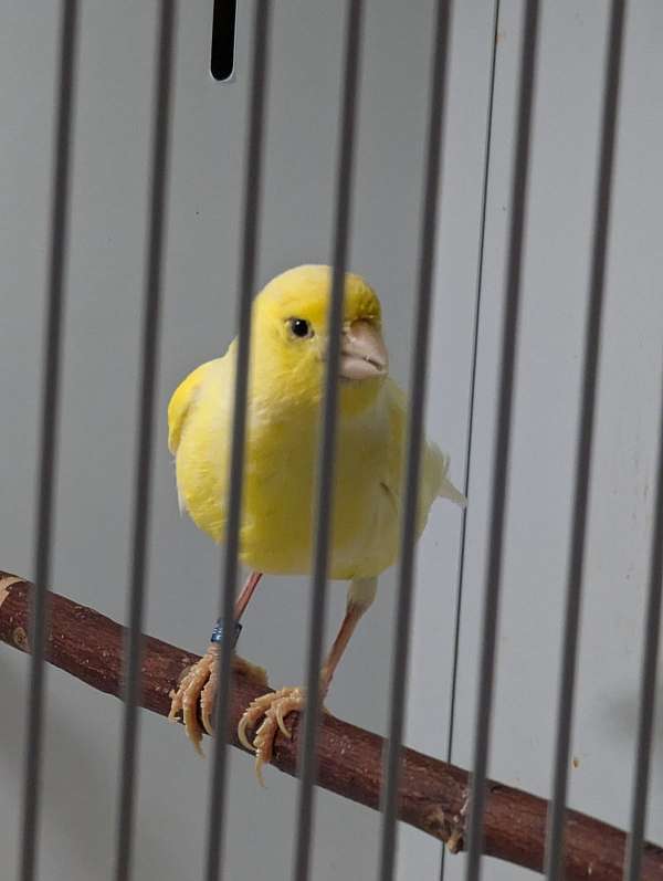 yellow-bird-for-sale-in-cutler-bay-fl