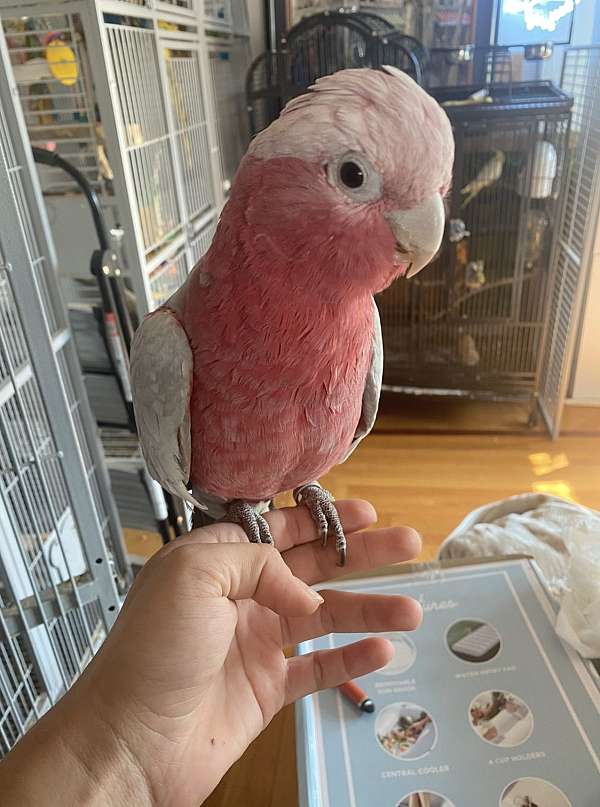 rose-breasted-cockatoo-for-sale-in-washington-district-of-columbia