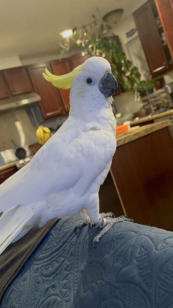 cockatoo-for-sale-in-charlottesville-va