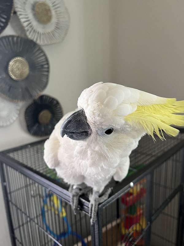 sulpher-crested-cockatoo-for-sale-in-charlottesville-va