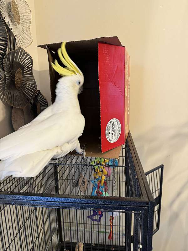 sulpher-crested-cockatoo-for-sale