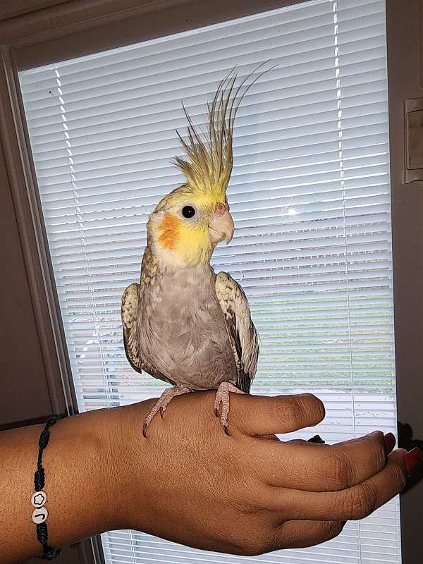 cockatiel-for-sale