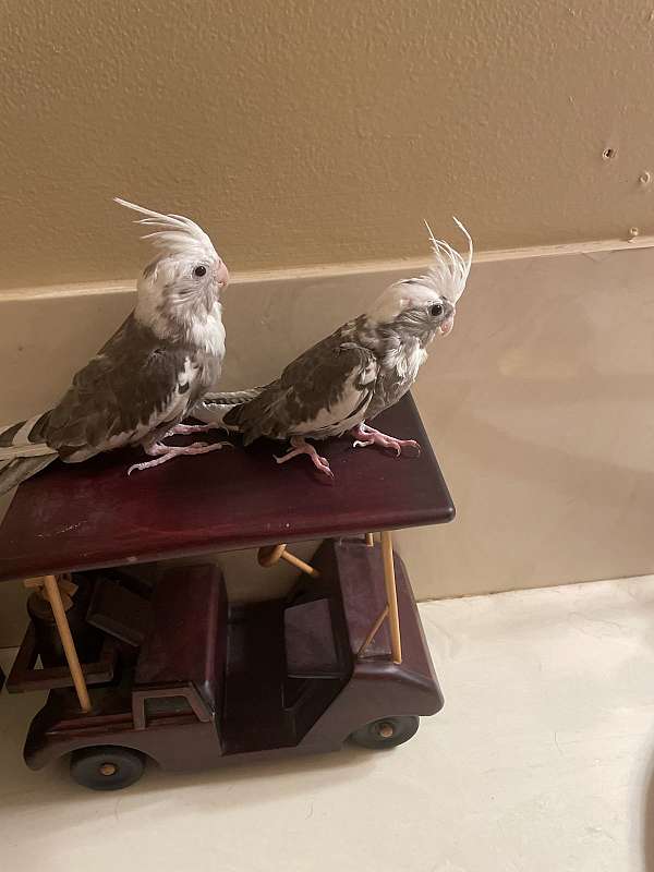 cockatiel-for-sale-in-carencro-la