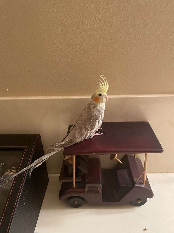 young-cockatiel-for-sale