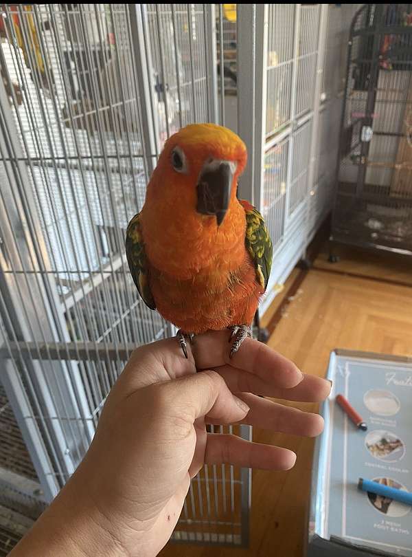 jenday-conure-for-sale-in-washington-district-of-columbia