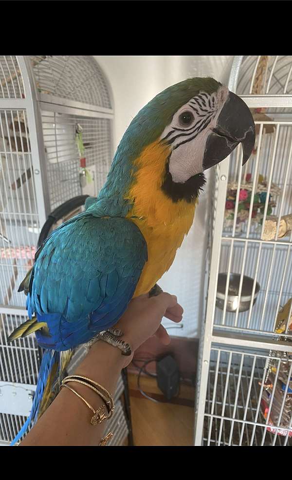 macaw-for-sale-in-washington-district-of-columbia