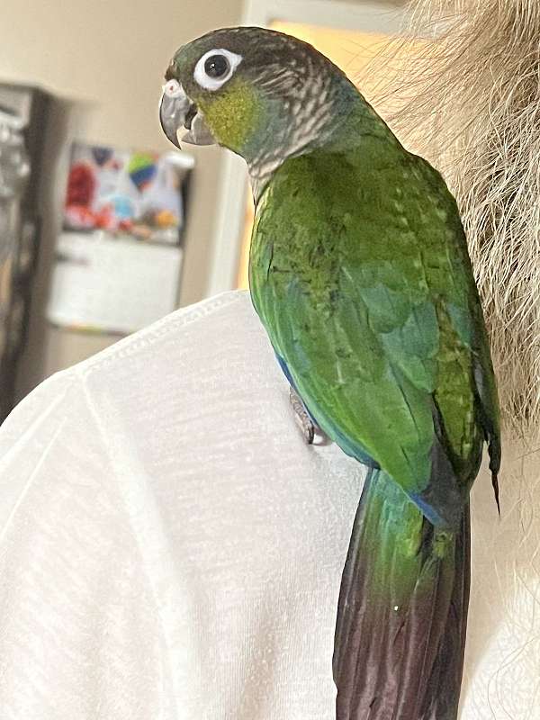 conure-crimson-bellied-conure-for-sale-in-los-lunas-nm