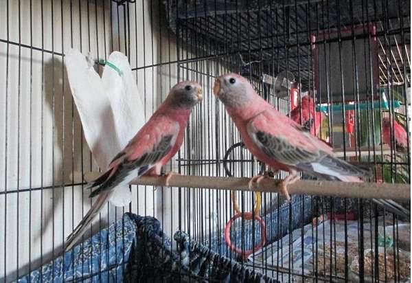 bird-parrot-for-sale-in-north-bend-or