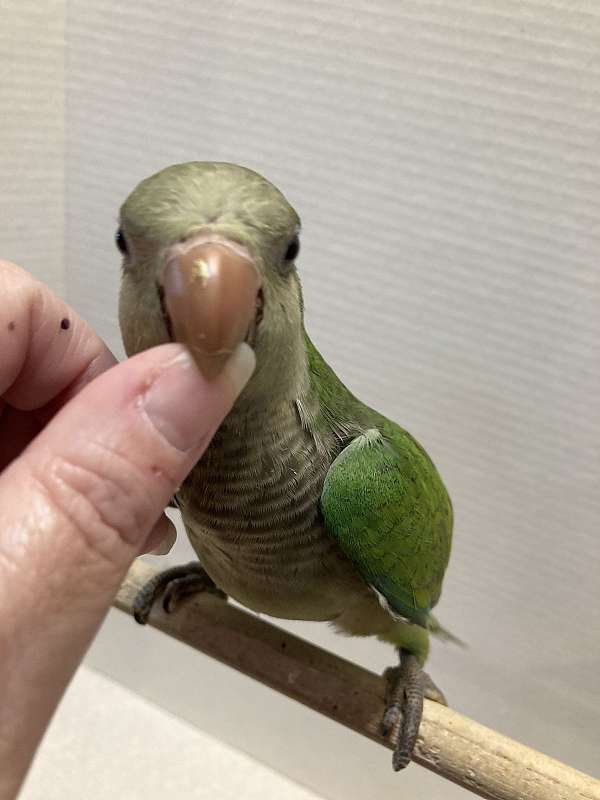 green-grey-quaker-parrots-for-sale