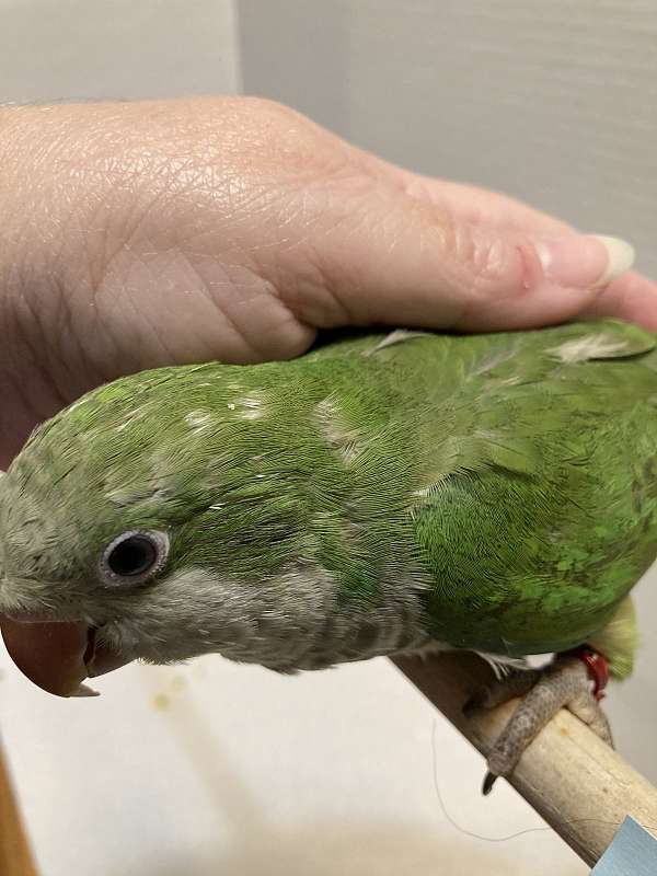 quaker-parrots-for-sale