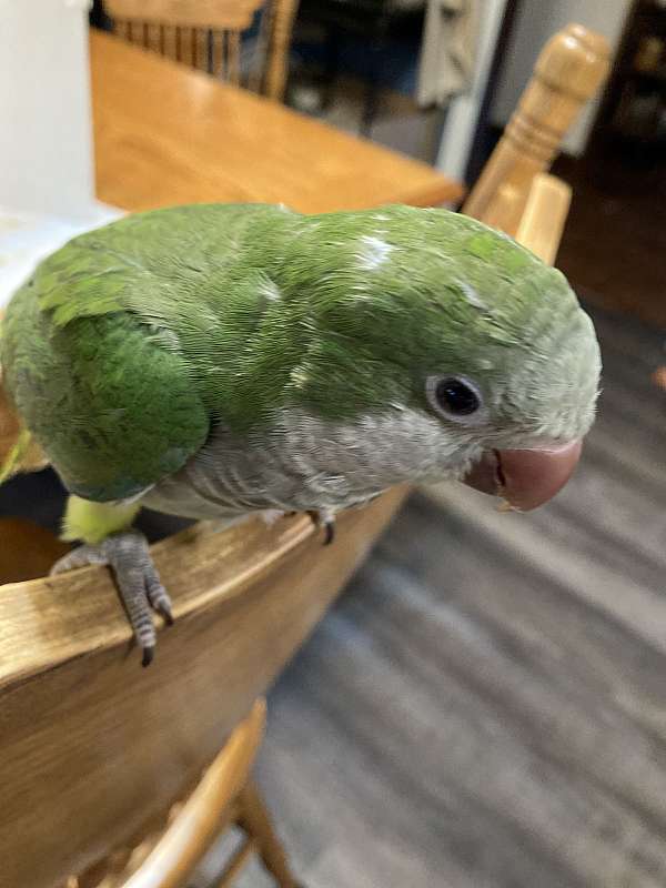 green-grey-bird-for-sale-in-sedalia-mo