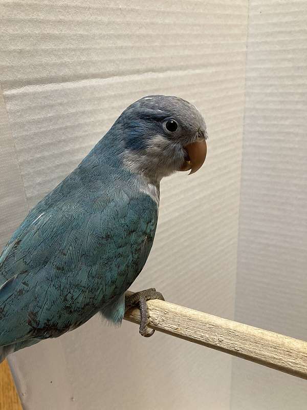 blue-grey-bird-for-sale-in-sedalia-mo