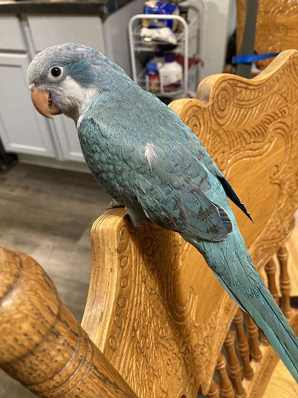 quaker-parrots-for-sale