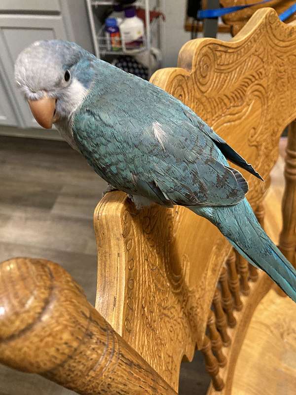 blue-grey-quaker-parrots-for-sale