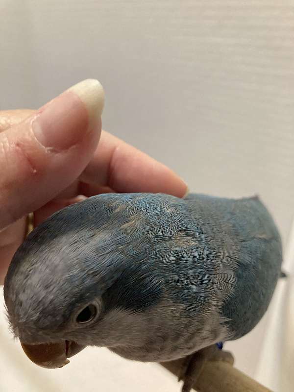 medium-blue-grey-bird-for-sale