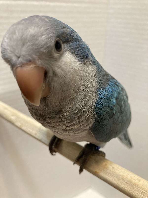 quaker-parrots-for-sale