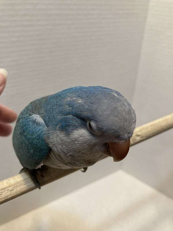 blue-grey-quaker-parrots-for-sale