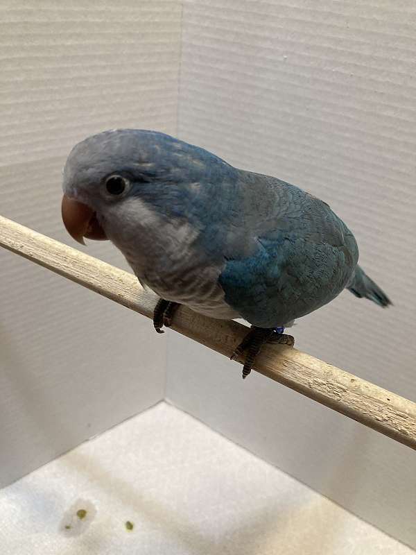 blue-grey-bird-for-sale