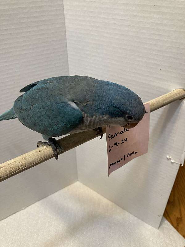 blue-grey-bird-for-sale-in-sedalia-mo