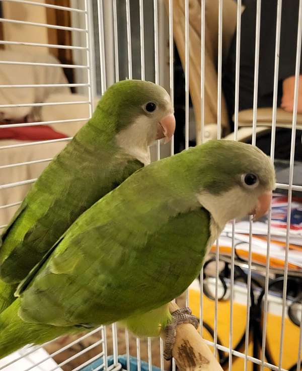 pet-talking-quaker-parrots-for-sale