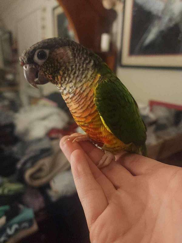 green-cheek-conure-for-sale