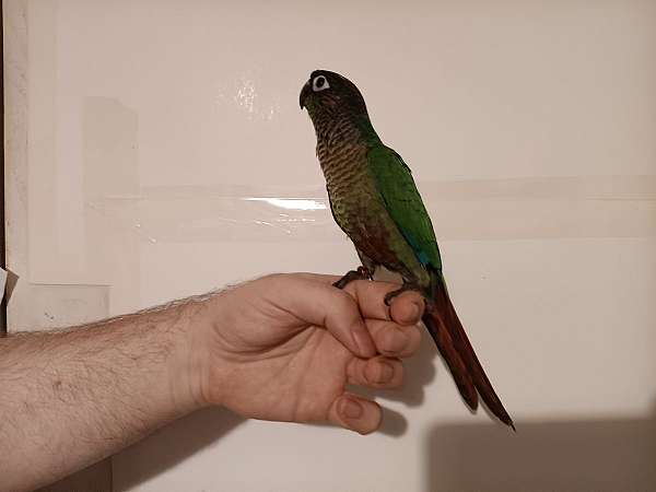 conure-for-sale