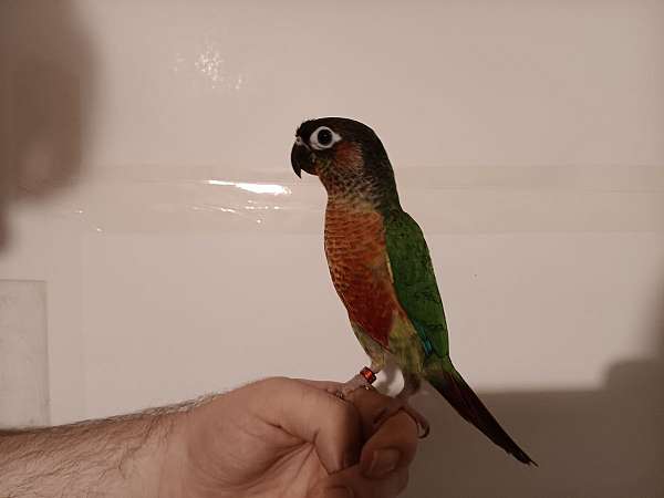 conure-for-sale