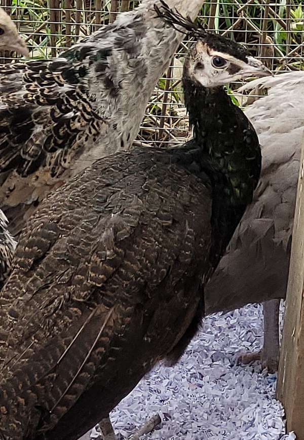 peacock-for-sale-in-midland-mi