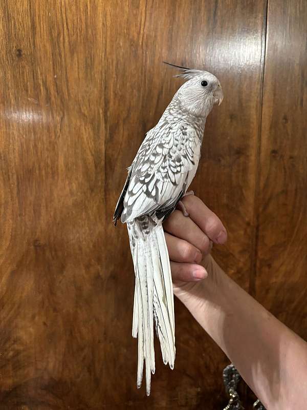 cockatiel-for-sale