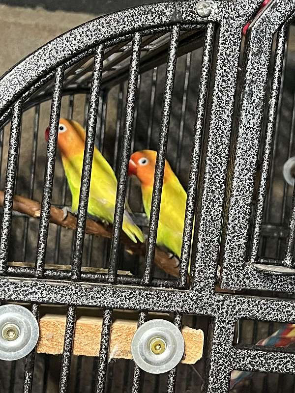 fischers-lovebird-for-sale