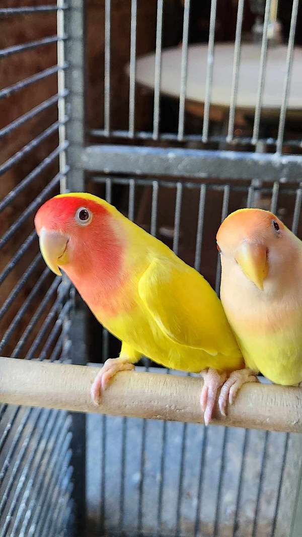 lovebird-for-sale-in-midland-mi