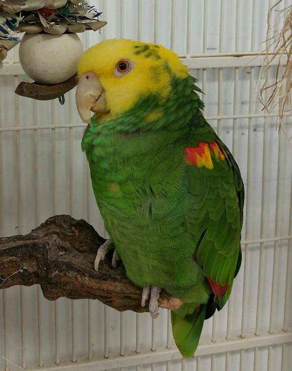 double-yellow-head-amazon-parrot-for-sale-in-naples-fl