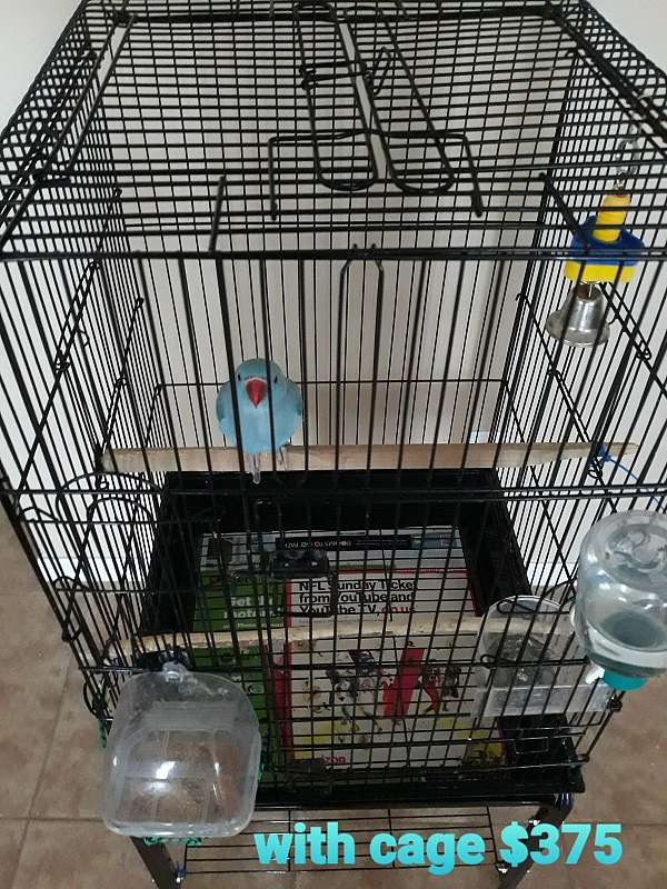 parrot-for-sale