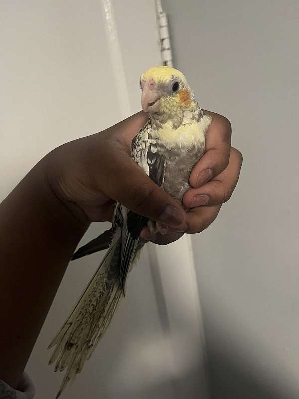 cockatiel-for-sale