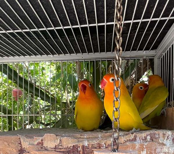 lovebird-for-sale-in-pacoima-ca