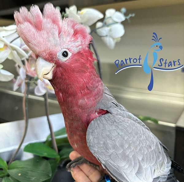 rose-breasted-cockatoo-for-sale