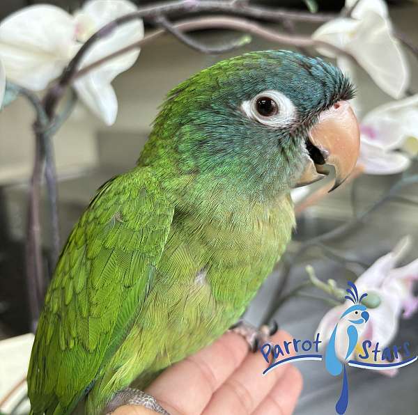 blue-crown-conure-for-sale