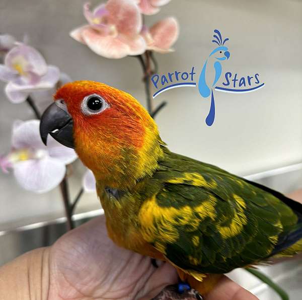 sun-conure-for-sale