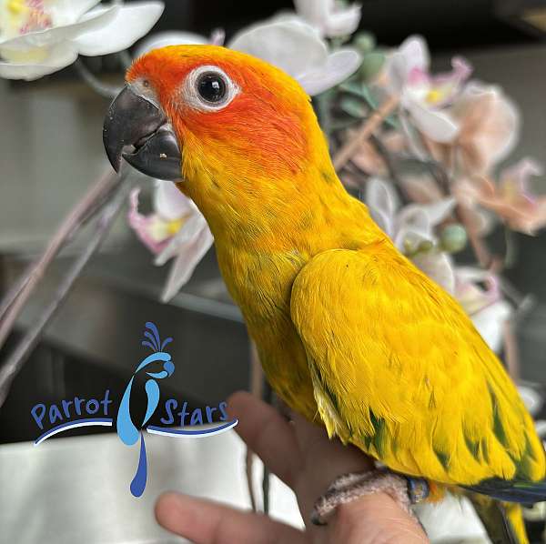 sun-conure-for-sale