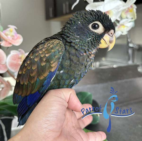 pionus-parrots-for-sale