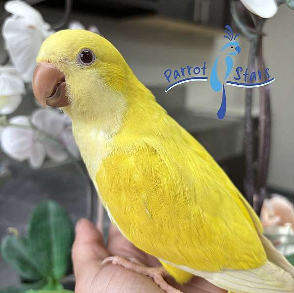 quaker-parrots-for-sale