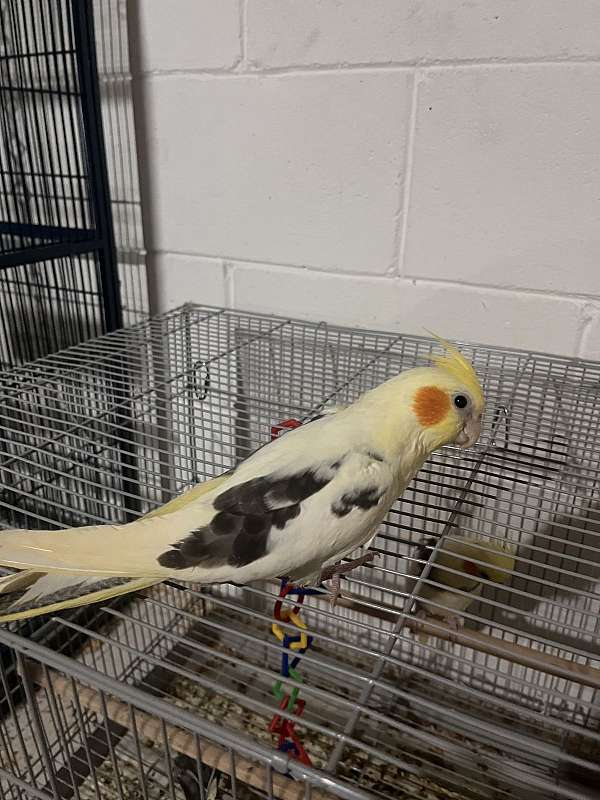 cockatiel-for-sale