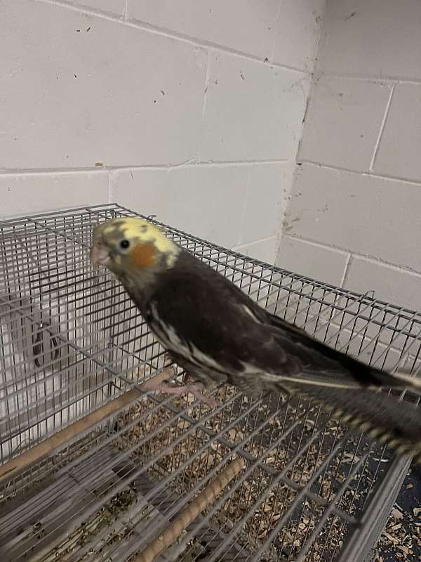 cute-bird-for-sale-in-trussville-al