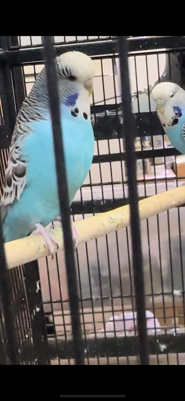 blue-yellow-bird-for-sale-in-summerville-sc