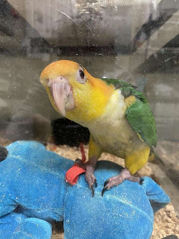 white-bellied-caique-for-sale-in-summerville-sc