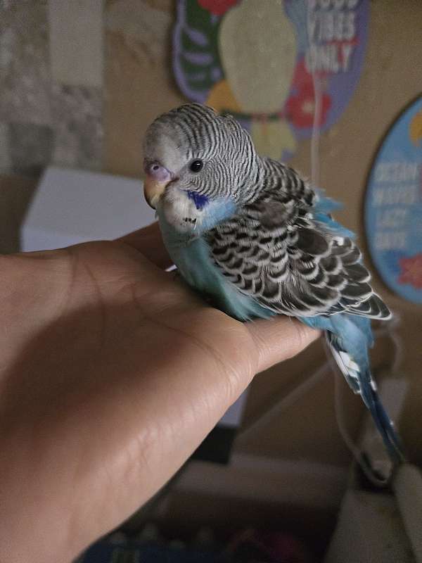 parakeet-for-sale