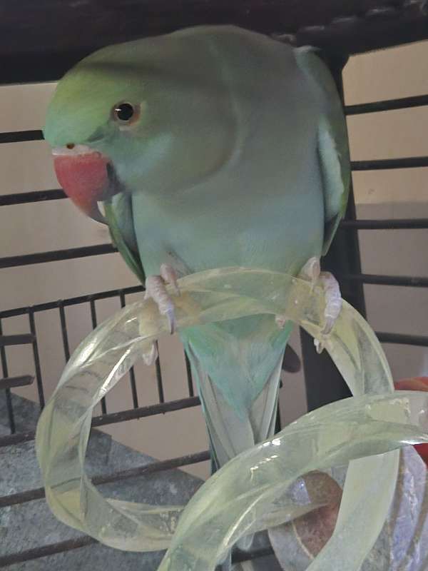 parrot-for-sale