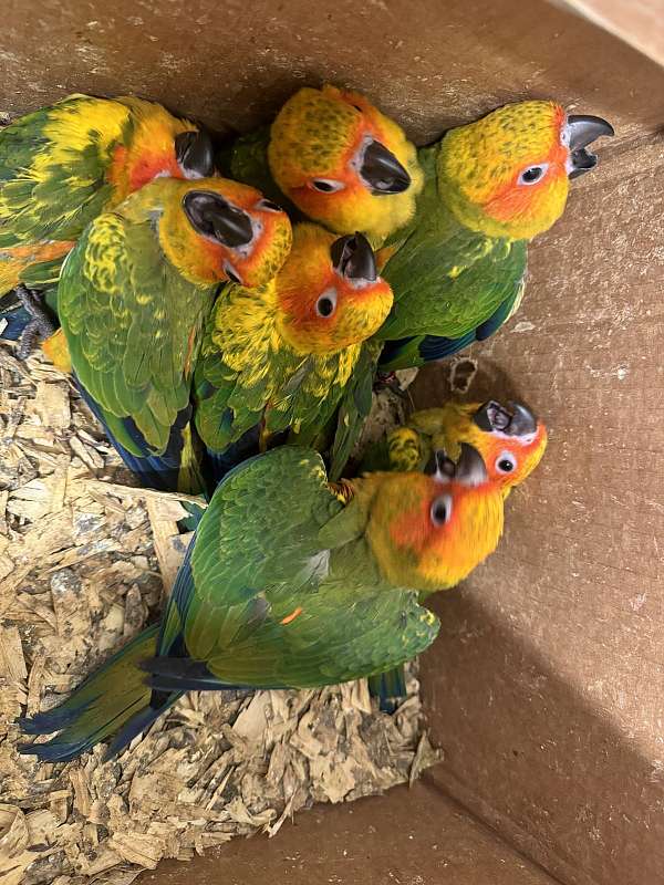 sun-conure-for-sale-in-oviedo-fl