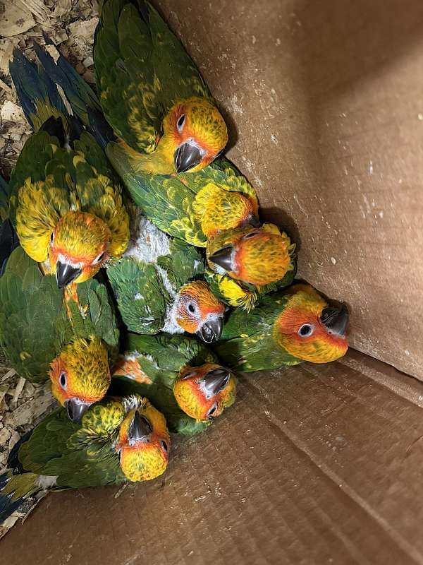 green-sun-conure-for-sale