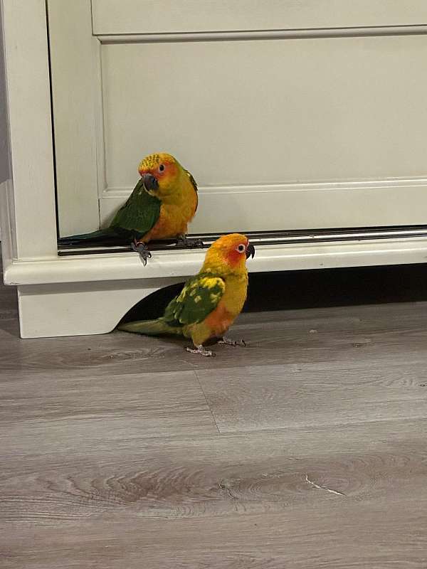 orange-sun-conure-for-sale